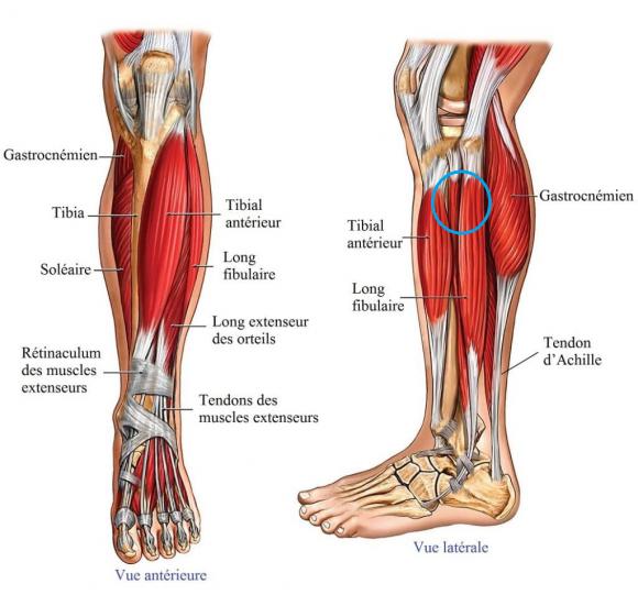 anatomie-jambe-muscles-tendons-1024x973.jpg