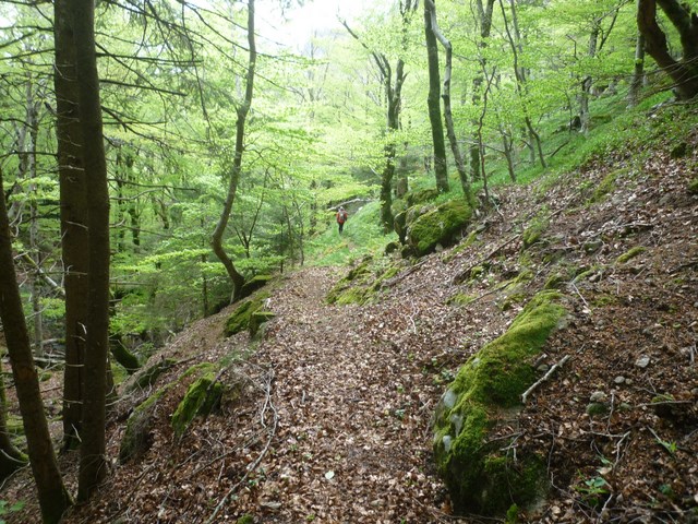 Forêt de hêtres traversée avant Mauroul (photo reco)