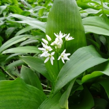 allium-ursinum-ail-des-ours-graines.jpg