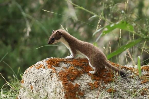 A_Stoat,_Mustela_erminea_in_wild_Jispa,_Himachal_Pradesh_India.jpg